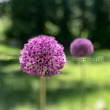 Load image into Gallery viewer, 14&quot;x11&quot; Photography Matted Print《Flower 》