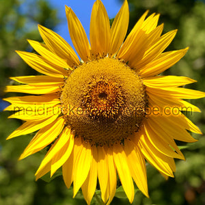 11"x14" Photography Matted Print《Sunflower》