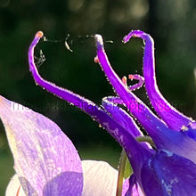 Load image into Gallery viewer, 11&quot;x14&quot; Photography Matted Print《Angel Flower》