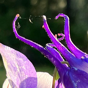 11"x14" Photography Matted Print《Angel Flower》