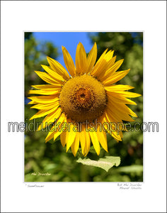 11"x14" Photography Matted Print《Sunflower》