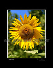 Load image into Gallery viewer, 11&quot;x14&quot; Photography Matted Print《Sunflower》