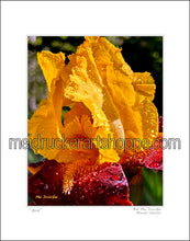 Load image into Gallery viewer, 11&quot;x14&quot; Photography Matted Print《Iris》
