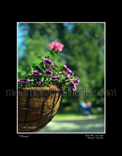 Load image into Gallery viewer, 11&quot;x14&quot; Photography Matted Print《Flower》