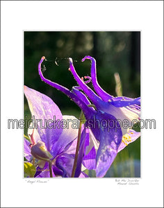 11"x14" Photography Matted Print《Angel Flower》