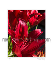 Load image into Gallery viewer, 11&quot;x14&quot; Photography Matted Print《Lily》
