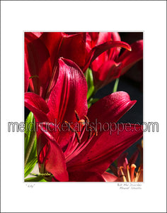 11"x14" Photography Matted Print《Lily》