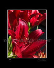 Load image into Gallery viewer, 11&quot;x14&quot; Photography Matted Print《Lily》