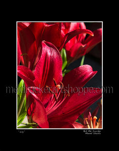 11"x14" Photography Matted Print《Lily》