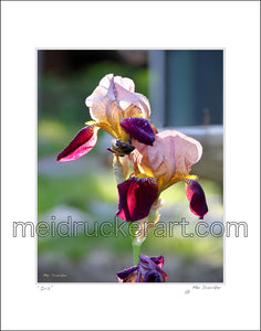 11"x14" Art Matted Print《Iris》