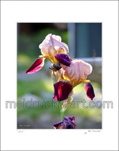 Load image into Gallery viewer, 16"x20" Art Matted Print《Iris》