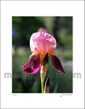 Load image into Gallery viewer, 11&quot;x14&quot; Art Matted Print《Iris》
