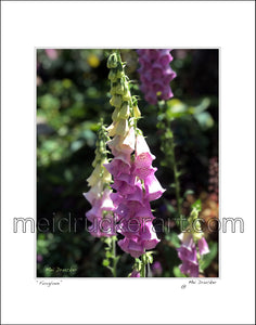 16"x20" Art Matted Print《Foxglove》