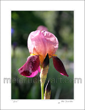 Load image into Gallery viewer, 8.5&quot;x11&quot; Art Print《Iris》